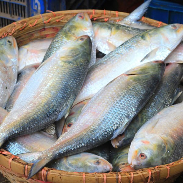 ইলিশ সমুদ্র