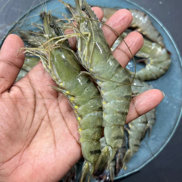 বাগদা/Bagda